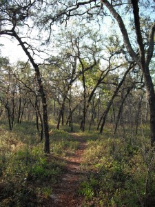 part of the trail