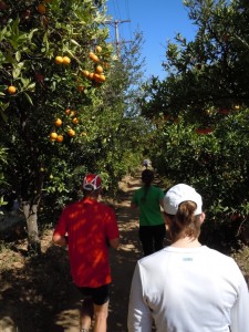 Me, Willem, and Taylor going through the tree tunnel