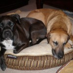 Recovering little girl dogs Recovering little girl dogs