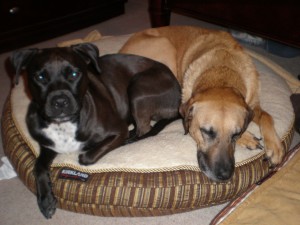 Recovering little girl dogs